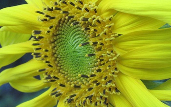 The Russian Mammoth sunflower variety